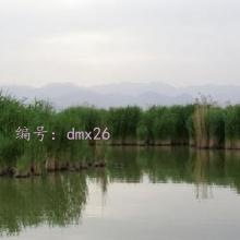 ʼ