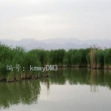 ʦ